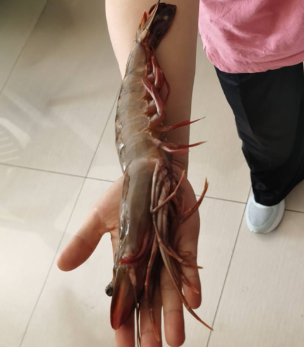 Colossal Black Tiger Prawns photo review