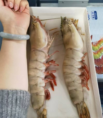 Colossal Black Tiger Prawns photo review