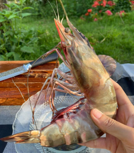 Colossal Black Tiger Prawns photo review