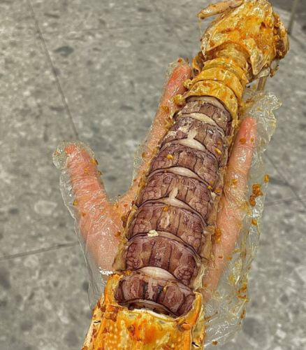 jumbo Mantis Shrimp Live Seafood Shipped with Oxygen Packs photo review