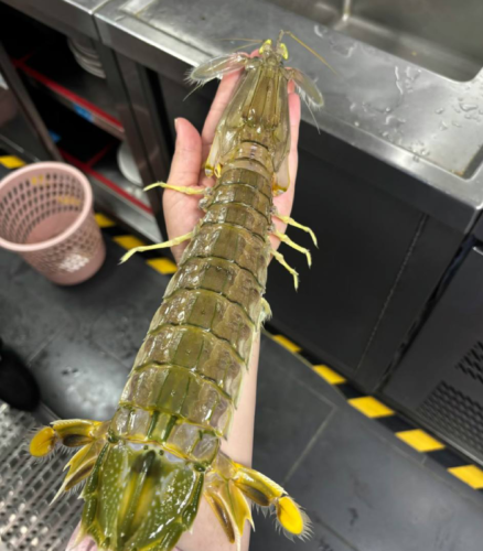 jumbo Mantis Shrimp Live Seafood Shipped with Oxygen Packs photo review